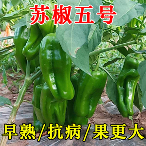 江蔬苏椒五号博士王薄皮辣椒种子10克春季秋季皱皮青椒泡椒灯笼椒