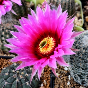 53伯格曼折墨echinocereus bergmannii鹿角柱属实生仙人球虾多肉
