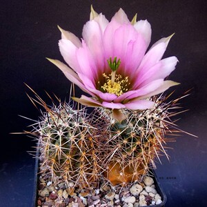 55中刺卫美玉echinocereus fendleri鹿角柱属实生仙人球虾仙人掌