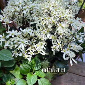 伊杰旗舰店天猫舞动精灵diy数字油画填色花卉简约治愈系丙烯手工