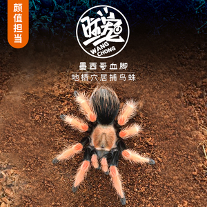 aph血脚宠物蜘蛛地栖温顺可上手新手入门好养耐活可爱 非保育品种