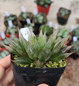 十二卷万象玉扇