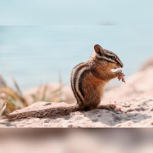 一分钱壁纸花栗鼠动物nager加拿大甜松鼠可爱自然毛皮条纹喂养4k