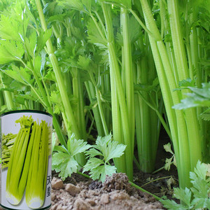 天皇西芹菜种子脆实法美芹菜种子高产农家菜园大田蔬菜籽盆栽易种