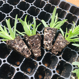 云南满天星小苗绿植盆栽花苗伊洛斯星空白开花快重瓣四季开花不断