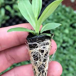 8014人付款淘宝重瓣洋桔梗花苗 进口洋桔梗盆栽花卉 室内外四季常开