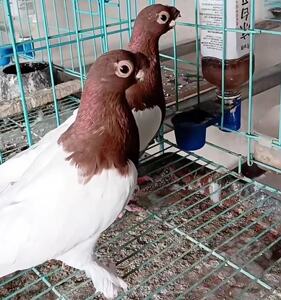 精品观赏鸽短嘴两头红鸽子活体种蛋一对新疆系观赏鸟两头紫受精蛋