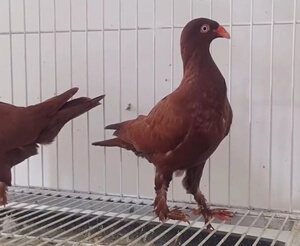 000人付款淘宝喜鹊鸽受精卵鸽子观赏鸽两头红短嘴种蛋两枚喜鹊花鸽子