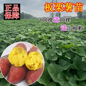 红薯苗板栗黄心秧济薯26藤蛋黄白心包邮高产地瓜番薯原种脱毒种植