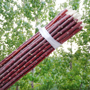红柳木烤串
