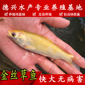 淡水红金草鱼苗活鱼苗金丝草鱼红草鱼鱼苗观赏鱼黄金草鱼苗活草鱼