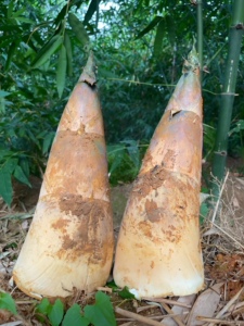 揭阳埔田鲜嫩竹笋新鲜现挖当季大头笋食用鲜笋野生酥脆鲜甜麻竹笋
