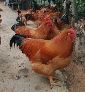 湛江阉鸡-淘宝拼多多热销湛江阉鸡货源拿货 - 阿里巴巴货源