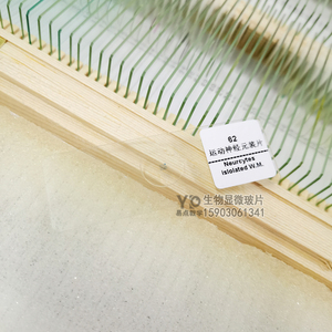 000人付款淘宝运动神经元末梢装片 中小学生物切片 显微镜配件雨林