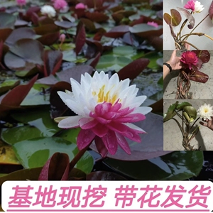 带花睡莲精品大苗耐寒型水培带花苞带叶浓香四季种植睡莲水生植物