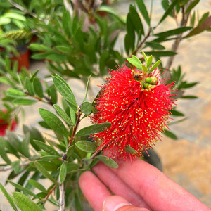 多花红千层树苗金宝树红千层串钱柳毛绒花庭院盆栽花园常绿易活