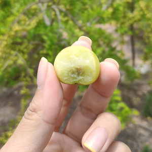 现货现摘现发潮汕油甘果新鲜油柑子山油柑余甘子甜种鲜榨油甘汁