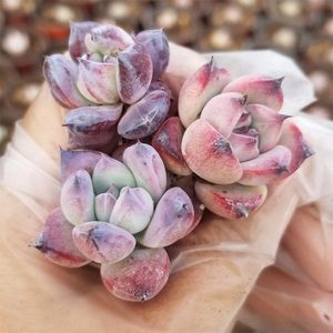 北极熊 景天园艺多肉植物鲜花绿植杂交小精品厚叶肉肉花裸根包邮