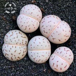 00tb1542487淘宝绫耀玉 大白生石花 一物一拍 网纹 灵耀玉 2年 点纹