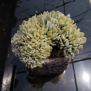 多肉特玉莲老桩