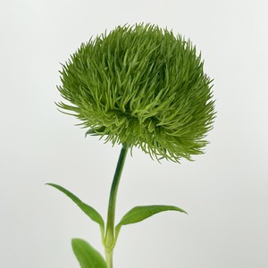 仿真绿毛球 绿石竹软胶装饰花艺diy样板间插花陈列摆件