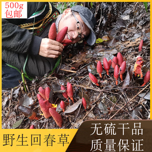 广西深山正宗野生中药材回春草回心草顶天柱干品泡酒500g包邮