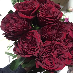 新品种 红梅拉 厄瓜多尔进口切花月季耐热耐开扦插小苗盆栽花卉