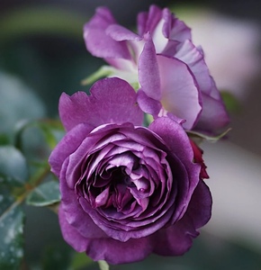 圣十字军 河本新品月季 深紫色 浓香 多头切花月季盆栽