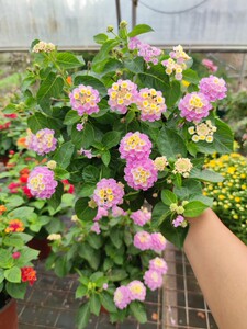 五色梅马缨丹五色花五彩花盆栽带花四季开花耐热耐寒地栽花