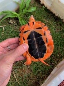 越南三线闭壳龟纯种海南金钱龟苗幼龟淡水观赏招财小宠物乌龟活物