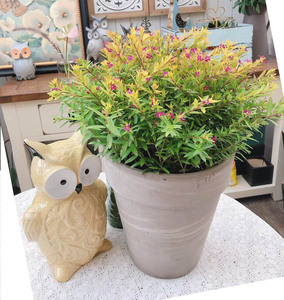 绿宝宝园艺 金叶满天星 雪茄花 网红常绿灌木 花境植物四季开花