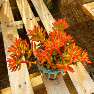 红日夏无忧加州落日多肉 会开花稀少品种带盆栽好防辐射花卉盆栽