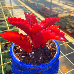 多肉植物朱莲 云南直发品相好容易防辐射庭院吸甲醛阳台精品肉肉