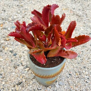 多肉植物朱莲多头 趣味容易防辐射窗台吸甲醛阳台奇趣品种绿植花