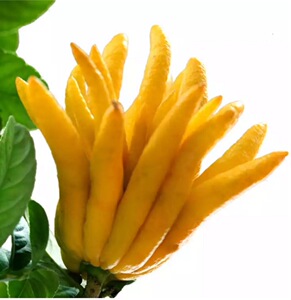 新鲜佛手果云南佛手柑福寿果超大10斤寺庙供奉佛前供果新鲜水果