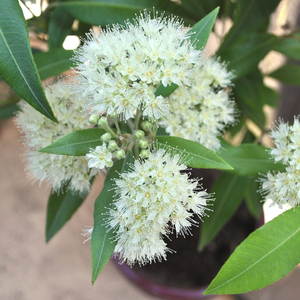 22年新品现货 澳洲特有 柠檬香桃木纯露250ml 分装 拜伦湾ea