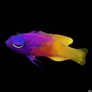 美国鬼王 珍珠鬼王 印尼菲律宾双色草莓 海水鱼 另拍包装