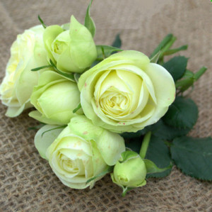 奶油龙沙宝石月季