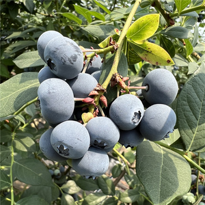 【蓝莓莱格西】蓝莓莱格西品牌,价格 - 阿里巴巴