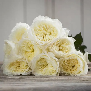 欧月 耐心 奥斯汀 白色玫瑰切花浓香勤花抗病扦插月季玫瑰四季