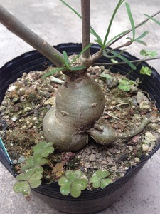 柳叶麒麟 块根大戟科 植物花卉 沙生热带植物 盆景类