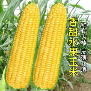 玉米品种图片大全大图图片