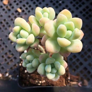 天使之泪多肉老桩