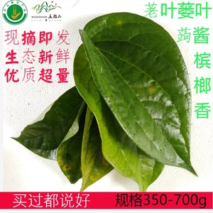蒌子蒌叶槟榔蒟蒌大荜拨芦子扶留藤枸酱蒟酱蒟青蒟叶荖藤娄叶食用