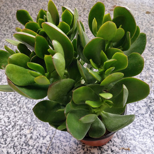 玉树盆栽老桩大叶多肉景天树厚脸皮树燕子掌室内客厅老桩花卉植物