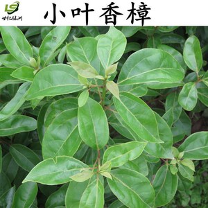 正宗小叶香樟树苗室外浓香型阳台驱蚊虫四季常青园林绿化绿植樟树