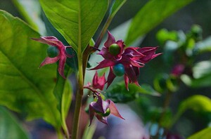 新鲜红花鬼灯笼白花鬼灯笼鬼点火岗灯笼鬼仔目周500克