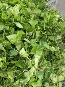 新鲜老鼠拉冬瓜 马交儿藤 土白蔹 假甜瓜茎叶500克