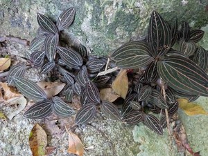 新鲜石面莲石上藕 公石松 石蚕真金草血叶兰多线尖叶非金线莲500g