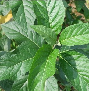 新鲜南非叶药王叶桃叶斑鸠菊杏叶斑鸠菊苦茶叶枝叶500克